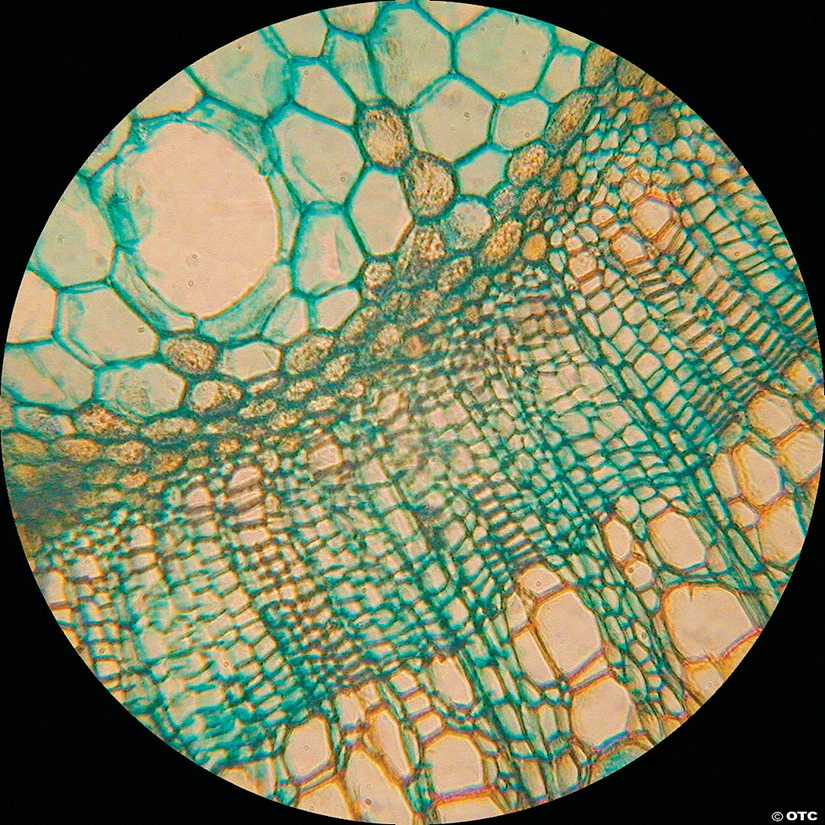 MW Prepared Slides: Set Of 25 3 MW Prepared Slides: Set Of 25
